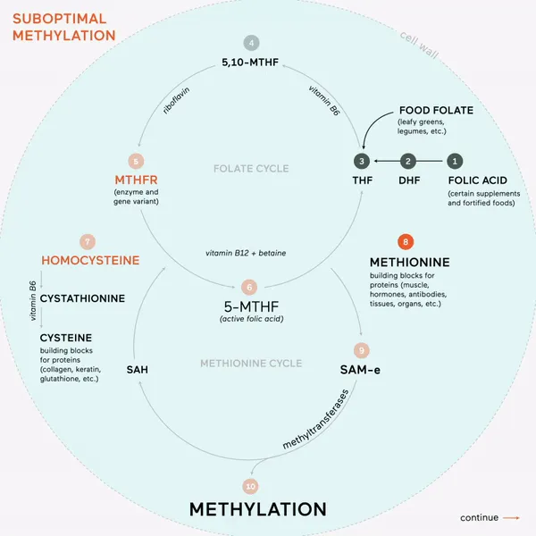 methylation B complex 